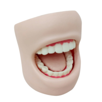 Le modèle de dents grandeur nature en PVC éducatif scientifique médical démontre la protection de nettoyage de cavité dentaire pour les soins de santé bucco-dentaire