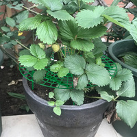 Support de fleurs pour fraises et tournesols, pilier de jardinage anti-moisissure pour plantes grimpantes – Vente directe usine, sélection rigoureuse