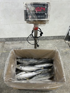 ปลาแมคเคอเรลใน P1190ทรงกลมขนาดใหญ่400-600กรัม/ชิ้น - Product Image 1