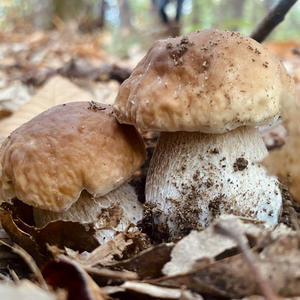 Crema De Hongos Porcini Elaborada Por Borgotaro Mushroom 170G - Product Image 4