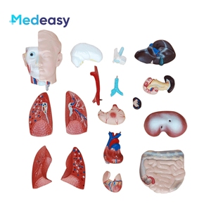 Modèle anatomique de torse <span class=keywords><strong>humain</strong></span> sans sexe de 42 cm/18 parties - Product Image 2