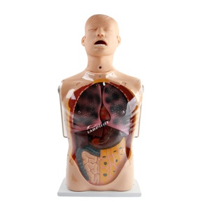 Mannequin d'entraînement Labpilot à trois cavités pour cathéter à double ballonnet, tube NG, soins gastro-intestinaux, en PVC, taille humaine, avancé - Product Image 5