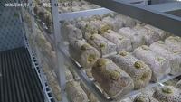 Conteneur de culture de champignons de 40 pieds avec éclairage LED optimisé et contrôle automatique de la température et de l'humidité