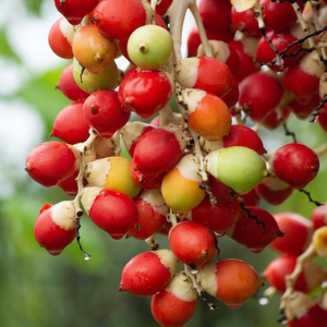 เมล็ดอารีก้าสด - Product Image 1