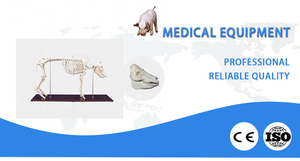Herramienta de entrenamiento anatómico animal médico modelo de <span class=keywords><strong>esqueleto</strong></span> de <span class=keywords><strong>cerdo</strong></span> de PVC de tamaño Natural - Product Image 2