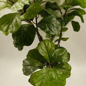 different bonsai trees supplier