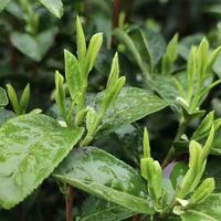 Thé de printemps fait à la main de haute qualité Hangzhou Dragon Well Organic Longjing Mingqian Long Jing Green Tea EU USDA Certificated