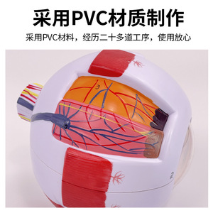 Modelo de simulación del ojo humano, aumento de 6x, estructura ocular, modelo anatómico del ojo, instrumento de enseñanza, cuentas, médico - Product Image 3