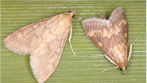 Feromona atrayente para la disrupción del apareamiento del aguijón de arroz |   Feromona Sexual de <span class=keywords><strong>Chilo</strong></span> Suppressalis para el Control de Plagas del Arroz - Product Image 4