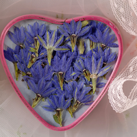 Fleur de gentiane séchée pressée, fleur naturelle réelle pour artisanat fait main, décoration en résine époxy