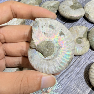 Fósil de Amonita Arcoíris con Superficie Iridiscente Sin Pulir, Espécimen Natural de Cefalópodo para Investigación Palaeontológica y Exhibición en Vitrinas - Product Image 2