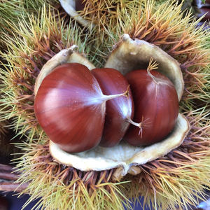 Castañas Frescas Orgánicas Crudas de Tamaño Pequeño de Beijing, China - Product Image 1