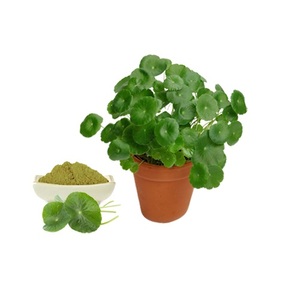 Extracto de Centella Asiatica 10:1, polvo botánico de alta pureza para Fórmula nutracéutica, alimentos funcionales, uso de bienestar - Product Image 2