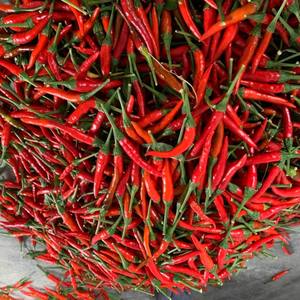 Chili rojo de alta calidad del fabricante de Vietnam Chili crudo picante fresco a un precio - Product Image 6