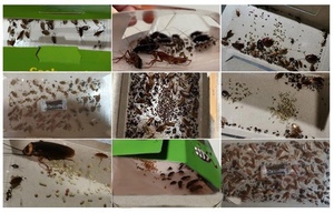 Клейкая ловушка для ловли тараканов - Product Image 6