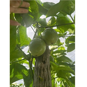 เสาวรสสดคุณภาพสูง ใหม่ 10-14 ลูก/กก. เสาวรสเวียดนาม 100% สีม่วง - Product Image 2