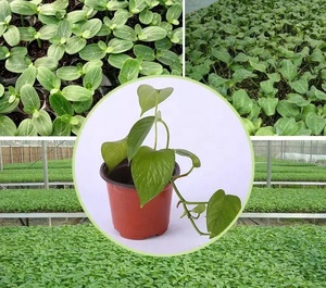 Fournitures de jardinage à domicile, plusieurs tailles, succulentes de pépinière, pot de fleurs en <span class=keywords><strong>plastique</strong></span> durable à double couleur pour transplantation - Product Image 4