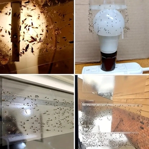 Fácil <span class=keywords><strong>de</strong></span> usar para control <span class=keywords><strong>de</strong></span> insectos, trampa <span class=keywords><strong>de</strong></span> pegamento para moscas, pegatina para ventana, ventana transparente, trampa para moscas, pegajosa para interiores - Product Image 4