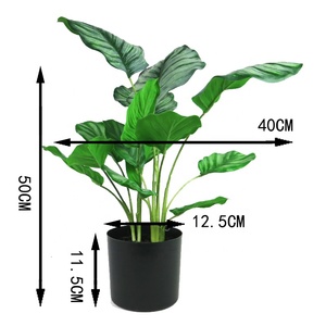 <span class=keywords><strong>ต้น</strong></span>คาลาเทียเทียมเทียมสำหรับประดับในร่มต้นไม้ประดับบ้าน<span class=keywords><strong>บอน</strong></span>ไซ Calathea ขนาด<span class=keywords><strong>เล็ก</strong></span> - Product Image 4