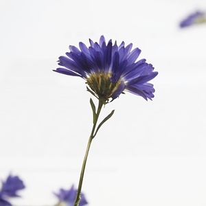 12 pezzi stile Boho pressato margherite <span class=keywords><strong>viola</strong></span> con fiore di ramo per arte artigianato telefono Case decalcomanie cornice foto decorazione segnalibri - Product Image 4