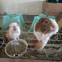 4x2ft grand bricolage extensible acrylique Cage respirant cochon d'inde Loft Habitat bouton empilable fer matières plastiques pour animaux de compagnie
