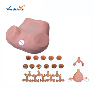 Équipement de simulation de modèle d'examen gynécologique médical - Product Image 3