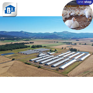 Service complet pour élevage de poules pondeuses, <span class=keywords><strong>cage</strong></span> pour 1000 poulets, conception de poulailler pour élevage de poules pondeuses - Product Image 4
