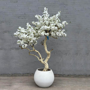 <span class=keywords><strong>Albero</strong></span> di Magnolia <span class=keywords><strong>Artificiale</strong></span> HK in Legno, <span class=keywords><strong>Albero</strong></span> di Ciliegio in Fiore <span class=keywords><strong>Artificiale</strong></span>, Pianta <span class=keywords><strong>Artificiale</strong></span> per Spazi Interni ed Esterni - Product Image 1