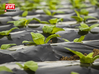 Film de paillage agricole noir en plastique PE, anti-herbe, rétention de chaleur et d'humidité, lutte antiparasitaire, résistance aux UV