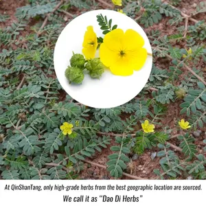 El mejor suplemento de extracto de plantas a base de hierbas potenciador Tongkat Ali Maca <span class=keywords><strong>Tribulus</strong></span> <span class=keywords><strong>Terrestris</strong></span> extracto en polvo cápsula - Product Image 2