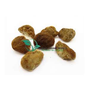 Grifola Frondosa tozu <span class=keywords><strong>Maitake</strong></span> mantar tozu doğal organik sınıf mantar tozu % <span class=keywords><strong>100</strong></span>% saflık - Product Image 3