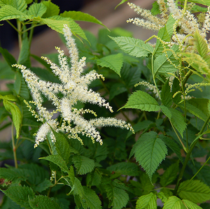 ผงโคโฮชสีดำ <span class=keywords><strong>Cimicifuga</strong></span> <span class=keywords><strong>racemosa</strong></span> ไตรเทอร์เพนอยด์ซาโปนิน2.5% ไตรเทอร์ปีนไกลโคไซด์อาหารเสริมผงสกัดโคโฮชสีดำ - Product Image 6