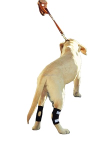 ACL pequeño perro <span class=keywords><strong>rodillera</strong></span> <span class=keywords><strong>ortocanis</strong></span> soporte <span class=keywords><strong>rodillera</strong></span> pierna envolturas para perros <span class=keywords><strong>rodillera</strong></span> para perros con desgarro ACL - Product Image 4