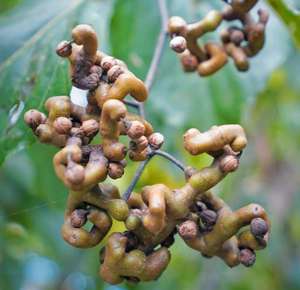 <span class=keywords><strong>Hovenia</strong></span> <span class=keywords><strong>dulcis</strong></span> สารสกัดจาก turnjujube ผงจากต้นลูกเกดน้ำผึ้งธรรมชาติ - Product Image 5