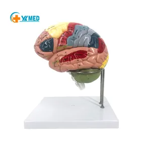 Función de clasificación de color, ciencia médica, modelo del cerebro humano, anatomía del cerebro, pantosis DE LA Arara cerebrovascular