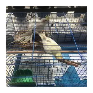Atacado gaiola de pássaro grande aviário-Gaiola de pássaro vietnamita com revestimento em pó