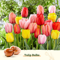 Kit de culture de fleurs en bulbes de tulipes, mélange de fleurs de style campagnard pour utilisation au sol, pour la fête des mères, comme cadeau pour les amateurs de jardinage