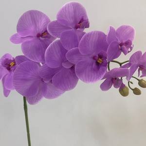 Bunga anggrek kupu-kupu anggrek <span class=keywords><strong>Phalaenopsis</strong></span>, dekorasi rumah pernikahan H-573 9 Kepala dan 6 kepala dilapisi lateks sentuhan asli - Product Image 2