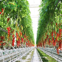 Serre agricole hydroponique à grande portée en PE de Shandong Zhongnong ZN avec système de ventilation et couverture en film PO pour utilisation toute l'année