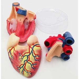 Gelsonlab HSBM-228 5 раз 3 пластиковых деталей модель человеческого сердца Сердце Модель анатомирования для медицинские пластмассы модели сердца - Product Image 5