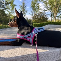 Harnais pour chien Truelove, réglable, en maille respirante de qualité supérieure, grand, lumineux, doux, réfléchissant, accessoires de luxe pour chien en gros