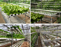 Tuyaux hydroponiques en PVC de qualité alimentaire pour système hydroponique de serre, utilisés dans la culture de fraises