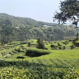 Tè Bianco Premium Fuding 2026 all'Ingrosso, Origine Montagna Taimu, White Peony Bai Mu Dan, Raccolto Primaverile <span class=keywords><strong>di</strong></span> Alta Montagna, Tè Sfuso - Product Image 6