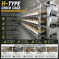 Sistema de Jaulas para Pollos Tipo H de Acero Galvanizado, Marca YiFeng, Nuevo, Directo de Fábrica, Precio Competitivo para Producción Avícola en África