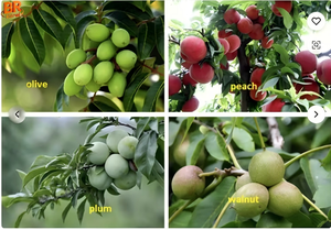 NOUVEAU 2026 – Moissonneuse-batteuse mini à faible coût et haute productivité pour la cueillette d'olives, avec un grand stock et garantie d'un an - Product Image 6