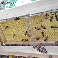 250g Kunststoff Kamm Honig Rahmen und Kassetten Set Waben, Der Box Imkerei Bienenzucht Beehive Ausrüstung Liefert