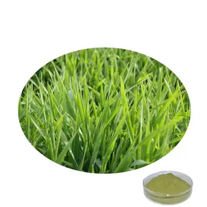 Poudre de jus <span class=keywords><strong>d</strong></span>'herbe <span class=keywords><strong>d</strong></span>'<span class=keywords><strong>orge</strong></span> de haute qualité approvisionnement en extrait de plante de qualité supérieure - Product Image 1
