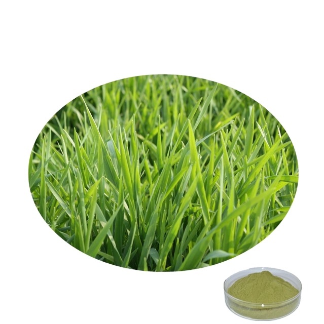High Quality Barley Grass Juice Powder