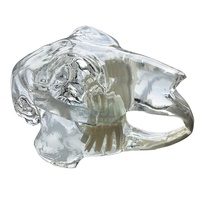 Modelo anatómico de dientes de conejo transparente, animales dentales, mandíbula Oral para educación, veterinaria Dental canina, decoración de oficina, demostración