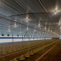 Offre Spéciale élevage de poulets volailles produits ce pour le marché indien